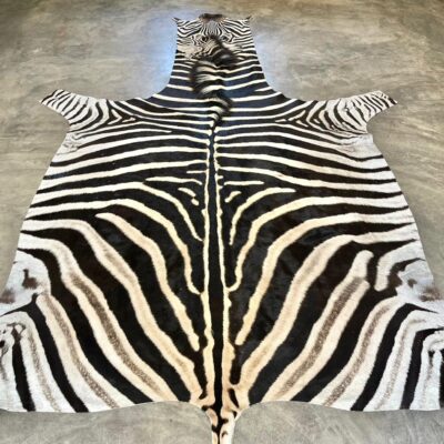 A-Grade Burchell’s Zebra Hides - 2454815