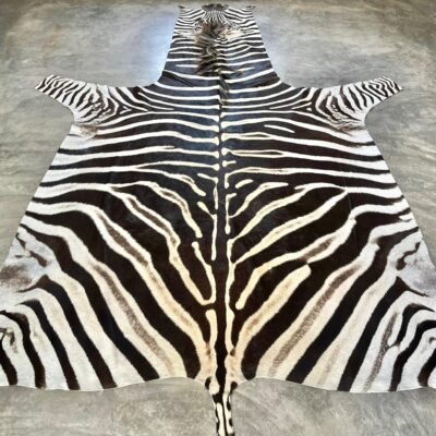 A-Grade Burchell’s Zebra Hides - 2454801