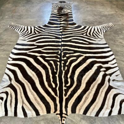 A-Grade Burchell’s Zebra Hides - 2454807